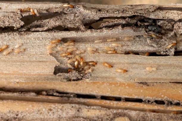 Best Mosquito Control Services  in Rapid Valley, SD