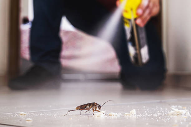 Best Flea Control Services  in Rapid Valley, SD